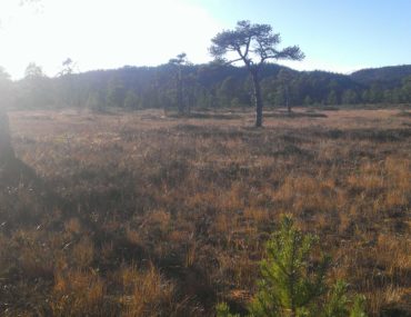 Langtur i skogen